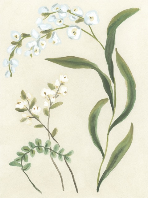 Snowdrop Stems II