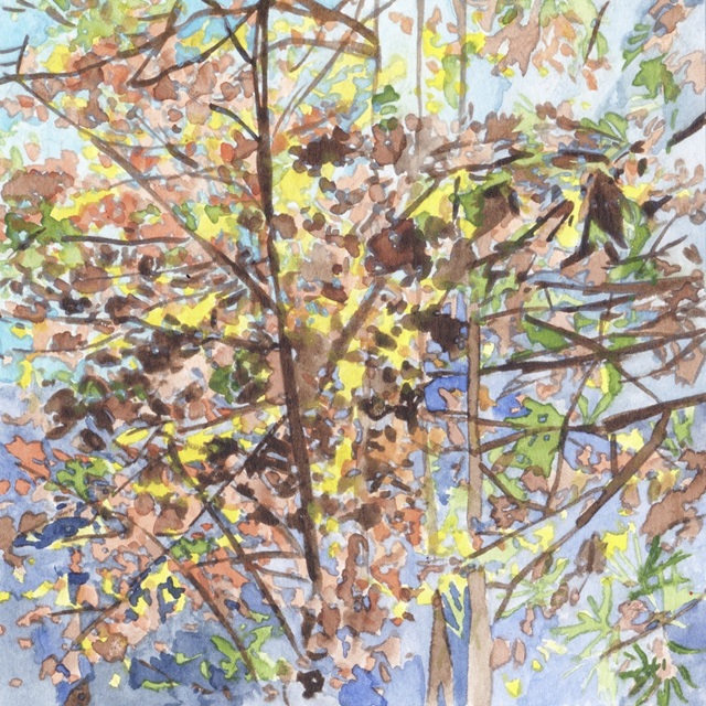 Tangled Canopy II