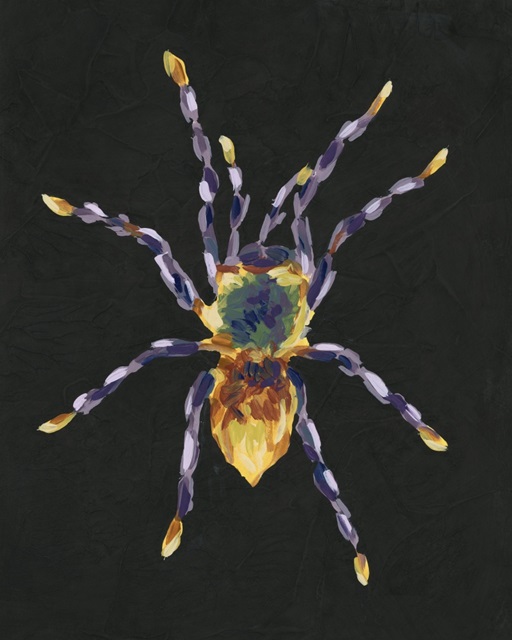 Spider Cameo II