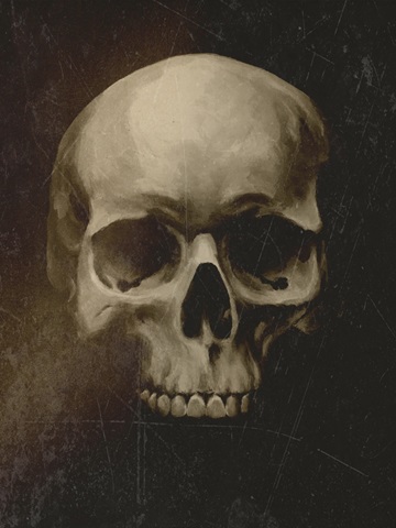 Vintage Skull Specimen I