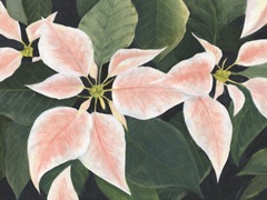 Pastel Poinsettias I
