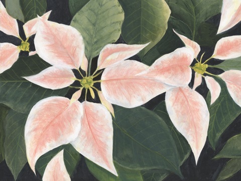 Pastel Poinsettias I