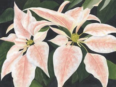 Pastel Poinsettias II