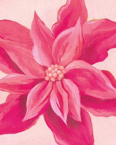 Hot Pink Poinsettias I