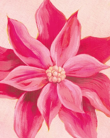 Hot Pink Poinsettias II