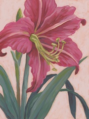 Vibrant Amaryllis I