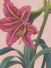 Vibrant Amaryllis II