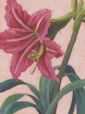 Vibrant Amaryllis II