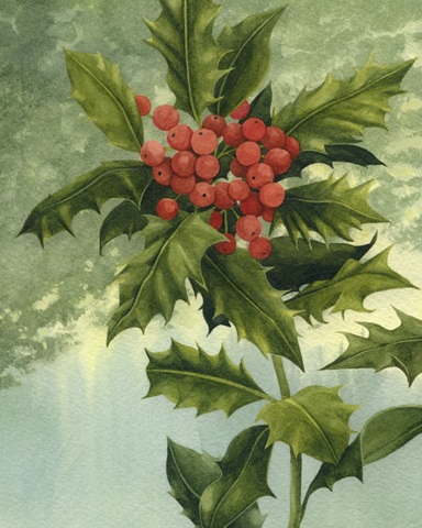 Holly Berries II