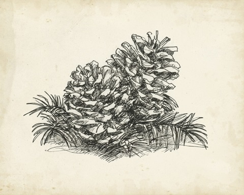 Christmas Conifers I