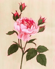 Ancient Rose I