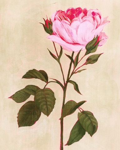 Ancient Rose II