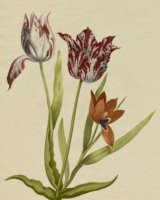 Blooming Tulips I