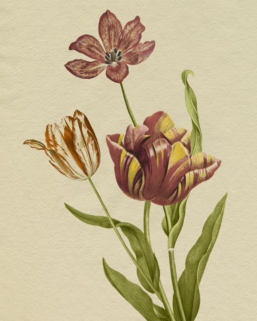 Blooming Tulips II