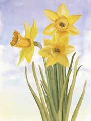 Alfresco Daffodils I