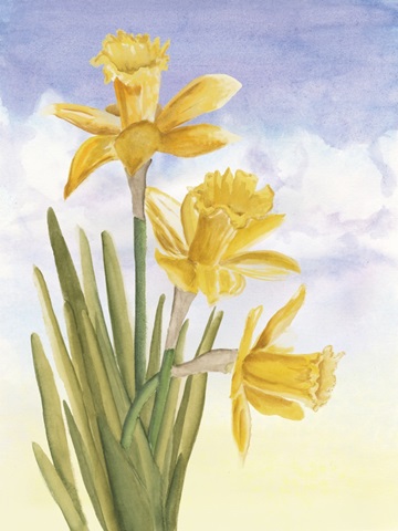 Alfresco Daffodils II