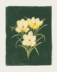 Golden Crocuses I