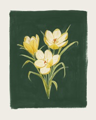 Golden Crocuses II