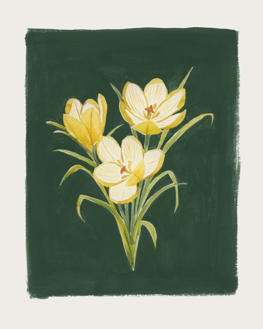Golden Crocuses II