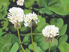 Clover Patch I