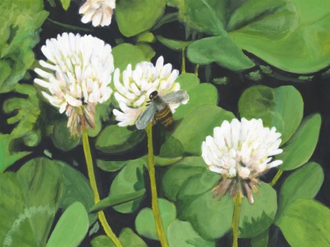 Clover Patch I