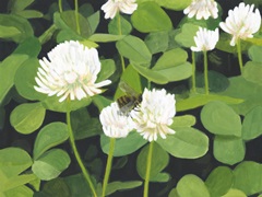 Clover Patch II