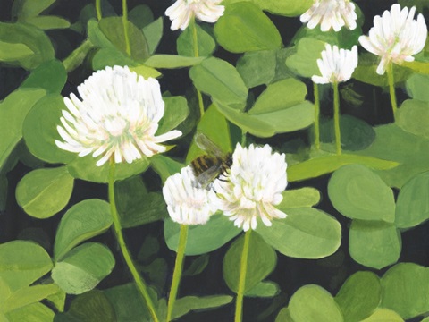 Clover Patch II