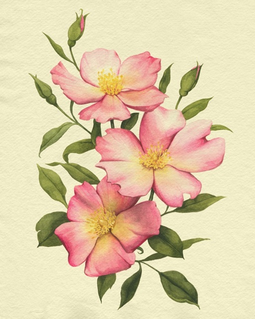 Coral Roses I