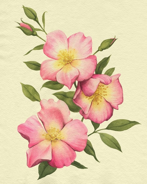 Coral Roses II