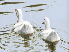 Delicate Ducks II