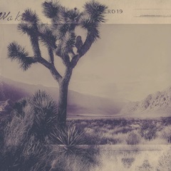 Joshua Tree Memories I