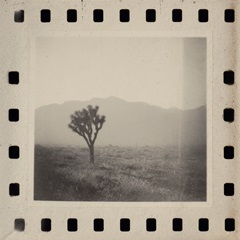 Joshua Tree Memories II