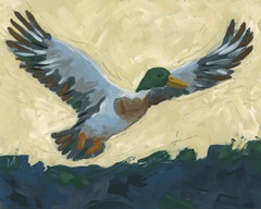 Mallard in Flight I