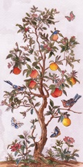 Citrus Aviary I