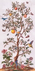 Citrus Aviary II