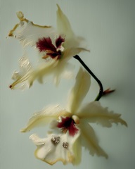 Orchid Glam II
