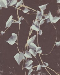 Entangled Vines I
